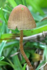 Psilocybe.mexicana.Xico.JPG