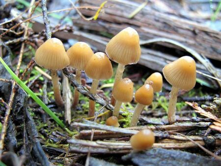 Category:Psilocybe (genus) - PsychonautWiki