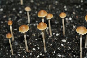 Psilocybe samuiensis.jpg