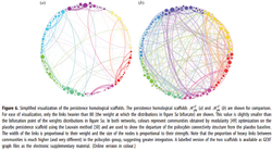 Psilocybin neural connections.png