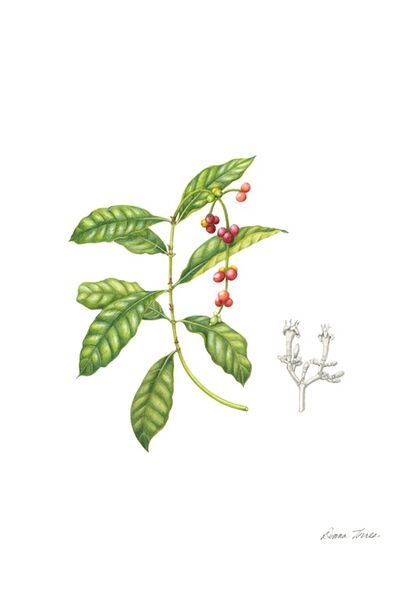 File:Psychotria viridis.jpg