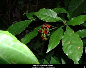 Psychotria viridis berry.jpg