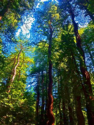 Red Woods by CountRoloff.jpg