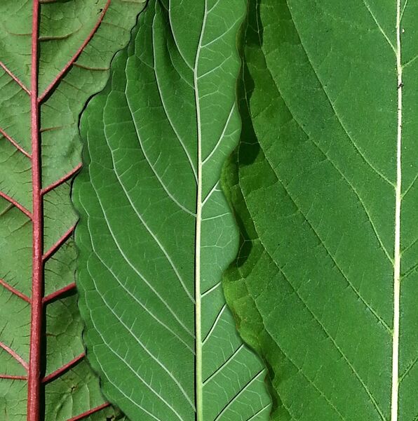File:Red green white kratom strains comparison.jpg