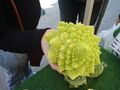 Romanesco Cauliflower at Long Beach Farmers Market.jpg