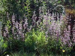 Salvia recognita.jpg