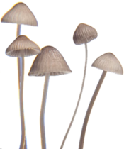 Shrooms.png