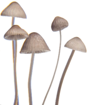 Shroom, Wiki