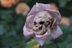 Skullflower.jpg