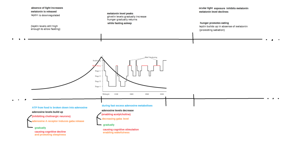 Sleep cycle map.png