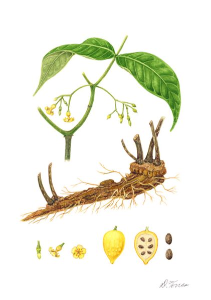 File:Tabernathe iboga.jpg