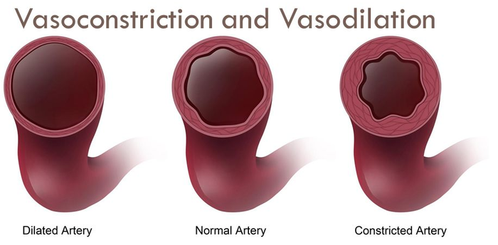 do-stimulants-dilate-blood-vessels-recovery-ranger