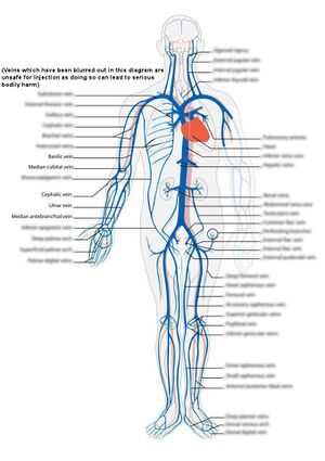 Iv Injection Sites Diagram Arm