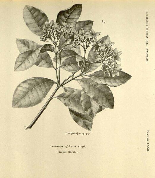 File:Voacanga africana (Botany).jpg