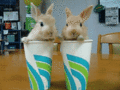 What ever you decide to do make sure it makes you happy.gif