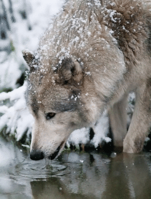 White Wolf Drinking Water by Anonymous.gif